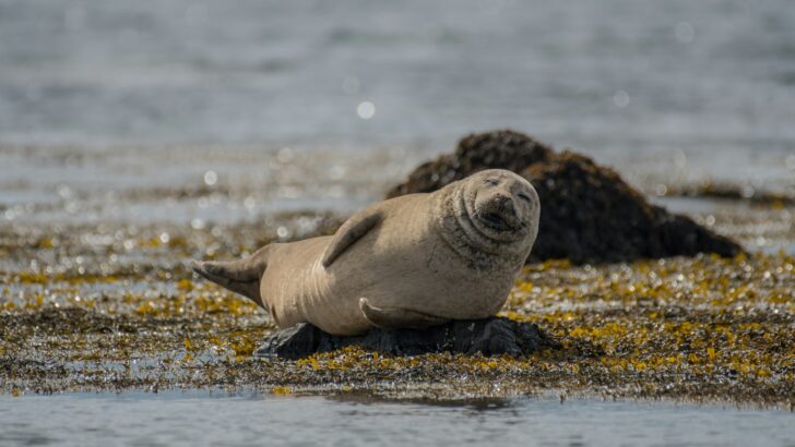 Why Seals Are Hauling Out in Record Numbers on U.S. Beaches
