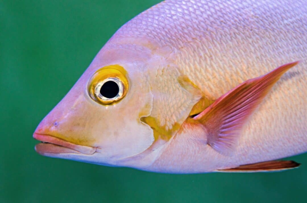How Some Fish Can Breathe Both Underwater and on Land - Animals Around ...
