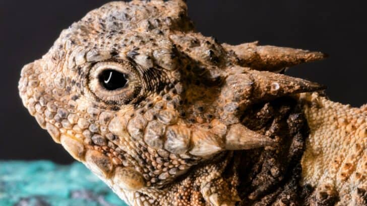Lizards That Shoot Blood From Their Eyes—Explained