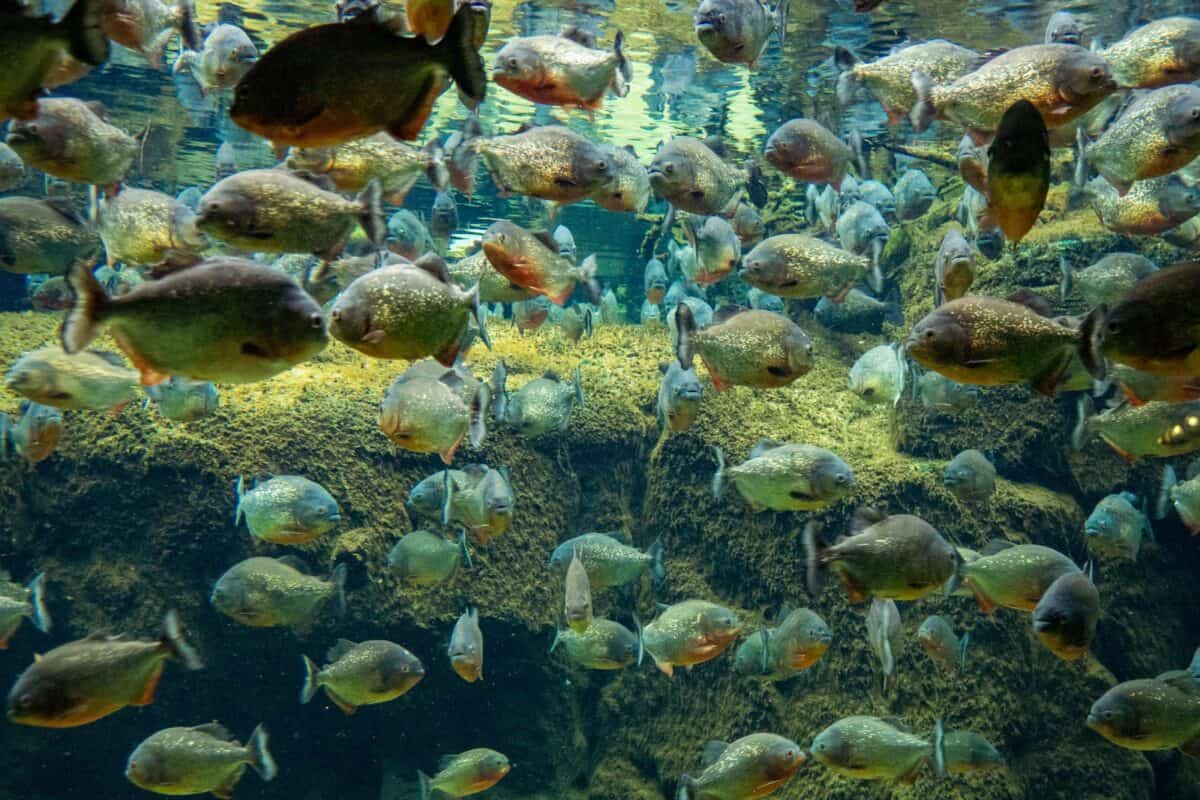 school of piranhas in water
