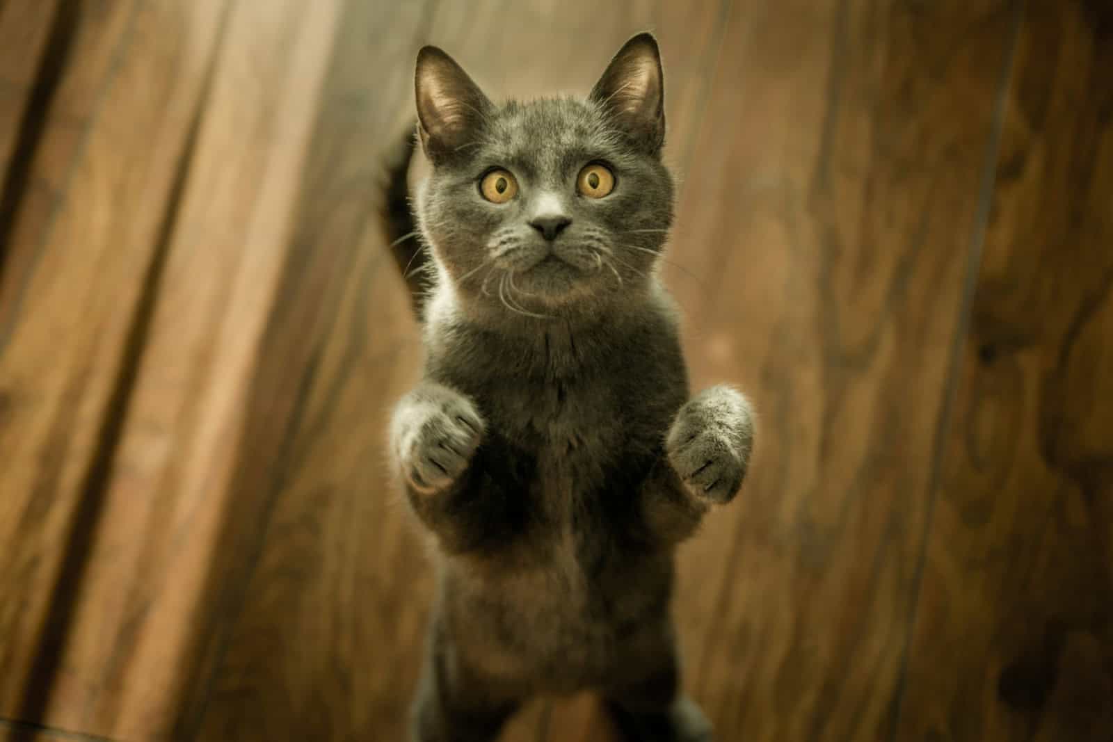 Photo inspiration: Sensory Experiences Of Kneading Cats Reference: Why Cats Knead With Their Paws And What It Really
