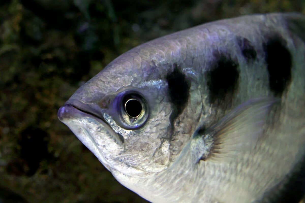 a close up of a fish in a tank