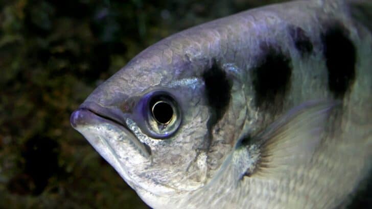 10 Tiny But Mighty Creatures That Pack a Punch