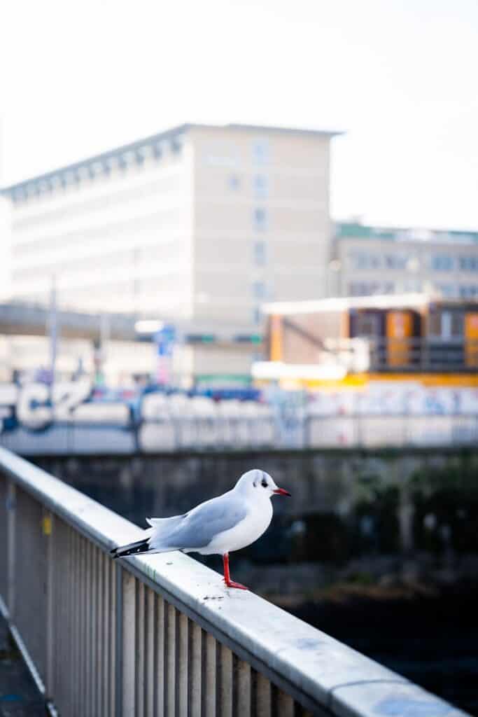 A seagull sitting on a railing in front of a body of water