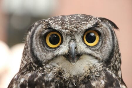 Meet the Burrowing Owls That Call Nevada’s Desert Home