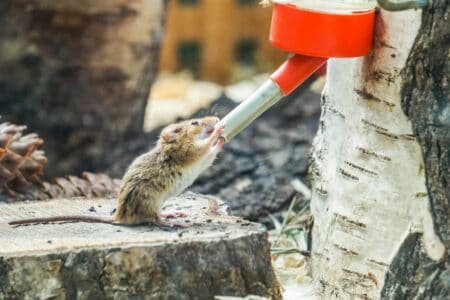 Can Hamsters Recognize Their Owners?