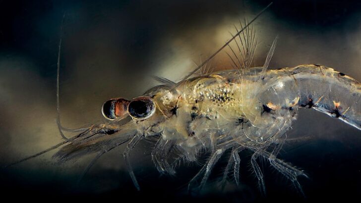 This Tiny Species Could Be the Key to Saving Coral Reefs
