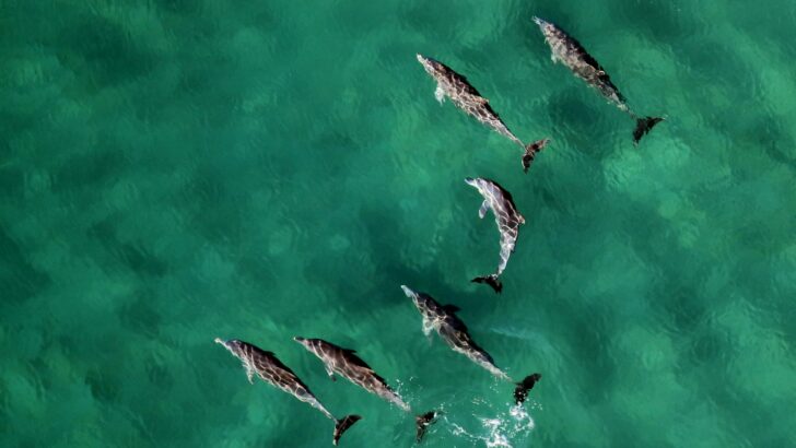 Do Dolphins Really Save Humans From Sharks?