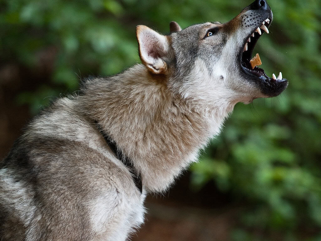 Wolf dog