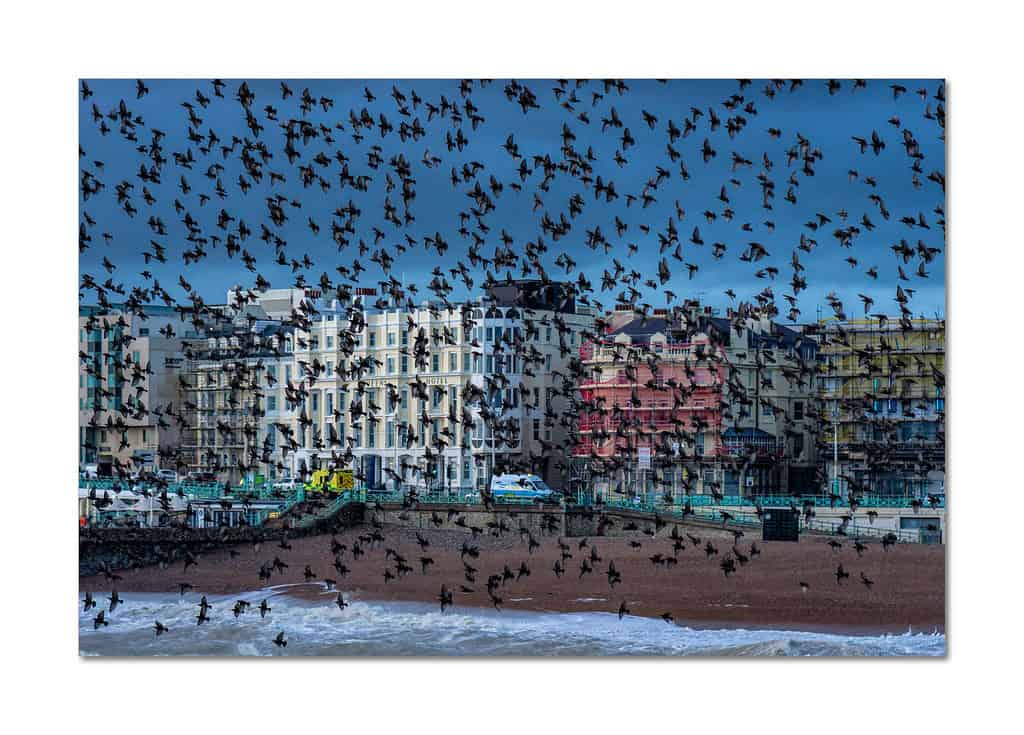 Starling