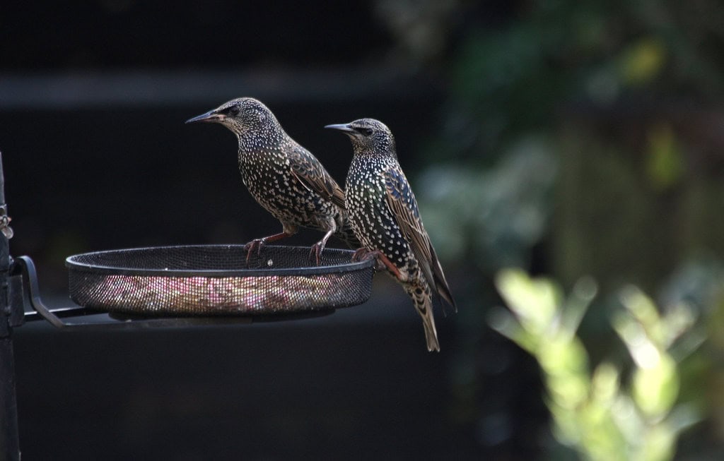Starling