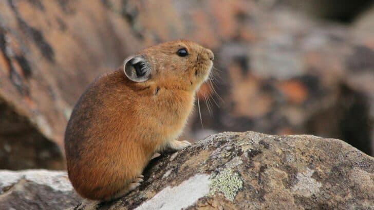 This Animal Can Survive in Both Fire and Ice—And It’s American