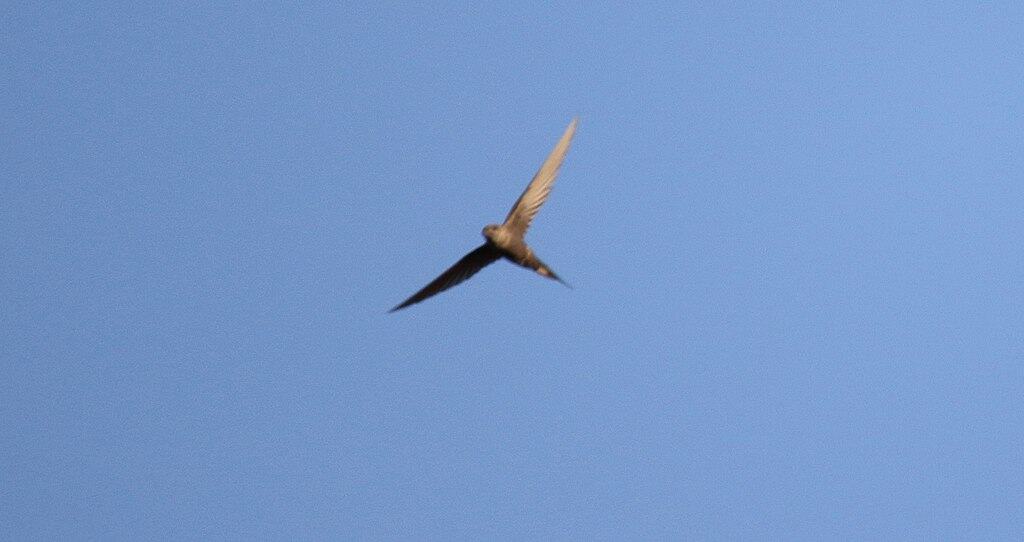 African Palm-Swift (Cypsiurus parvus)