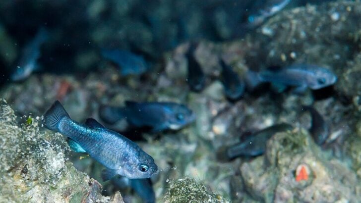 Earthquakes Slash Rare Pupfish Numbers in Nevada Desert Cave