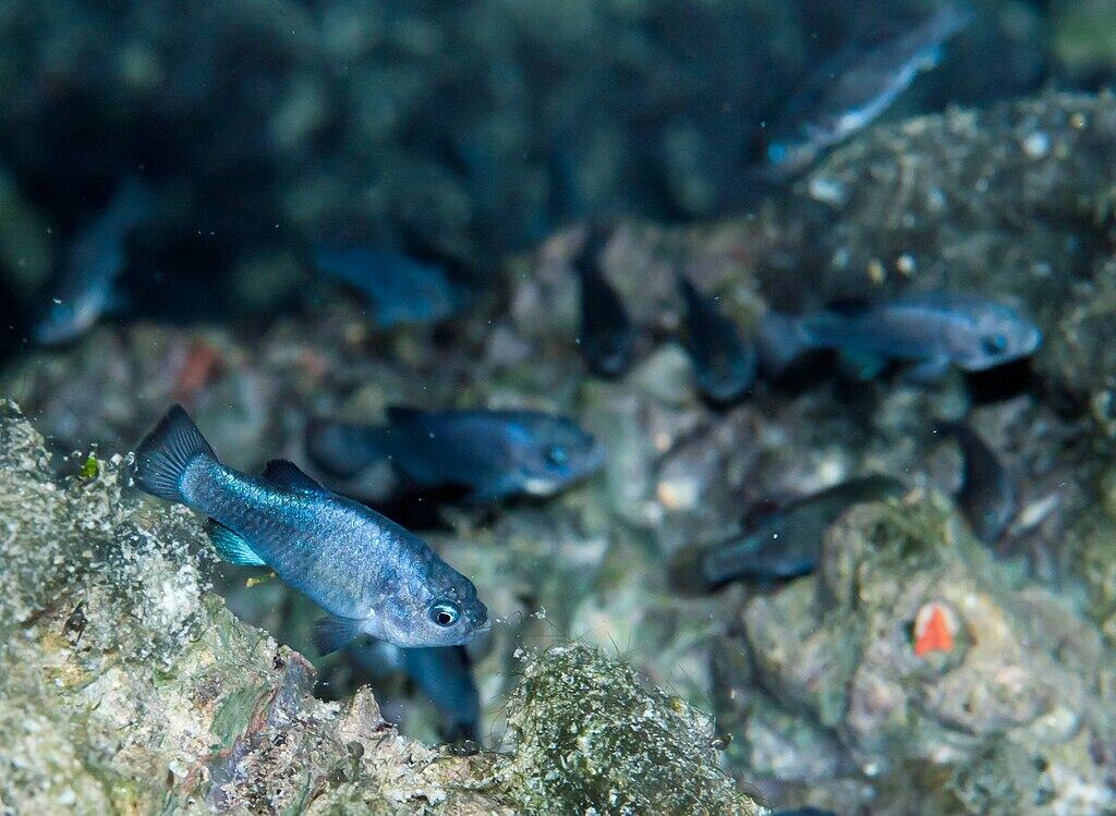 An example of Blue Devil's Hole Pupfish.