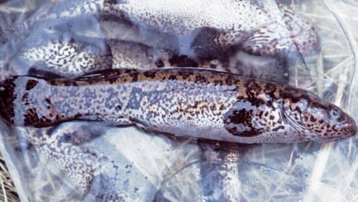 These Fish Were Frozen Solid and Swam Away