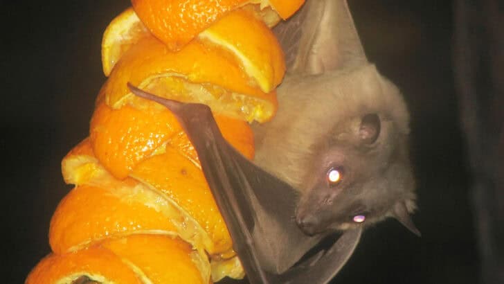 This Bat Species May Hold Clues to Disease Immunity