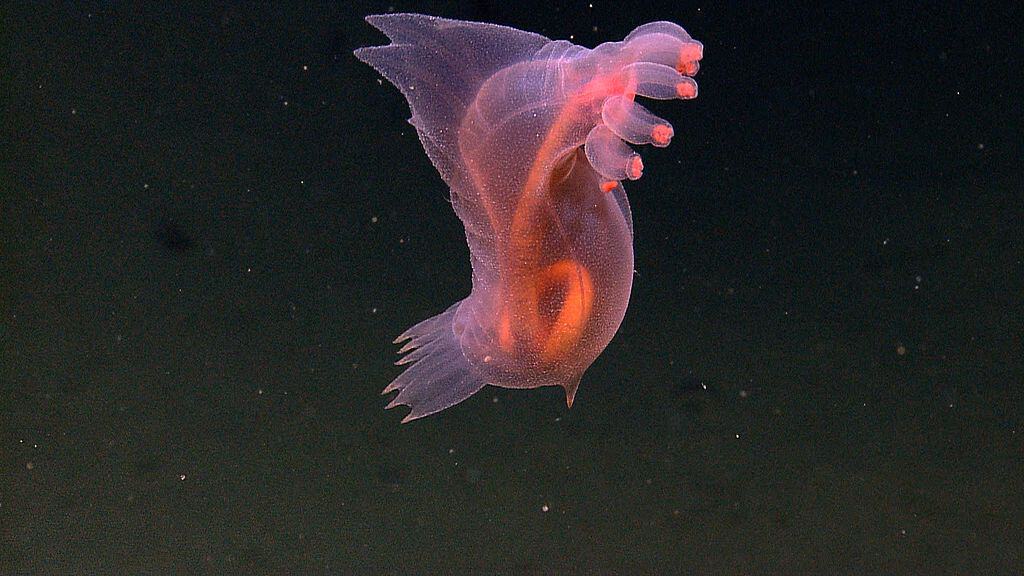 Pink See-Through Fantasia