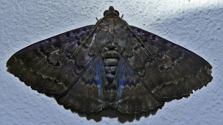 How Moths Avoid Bats Using Echo-Jamming Clicks
