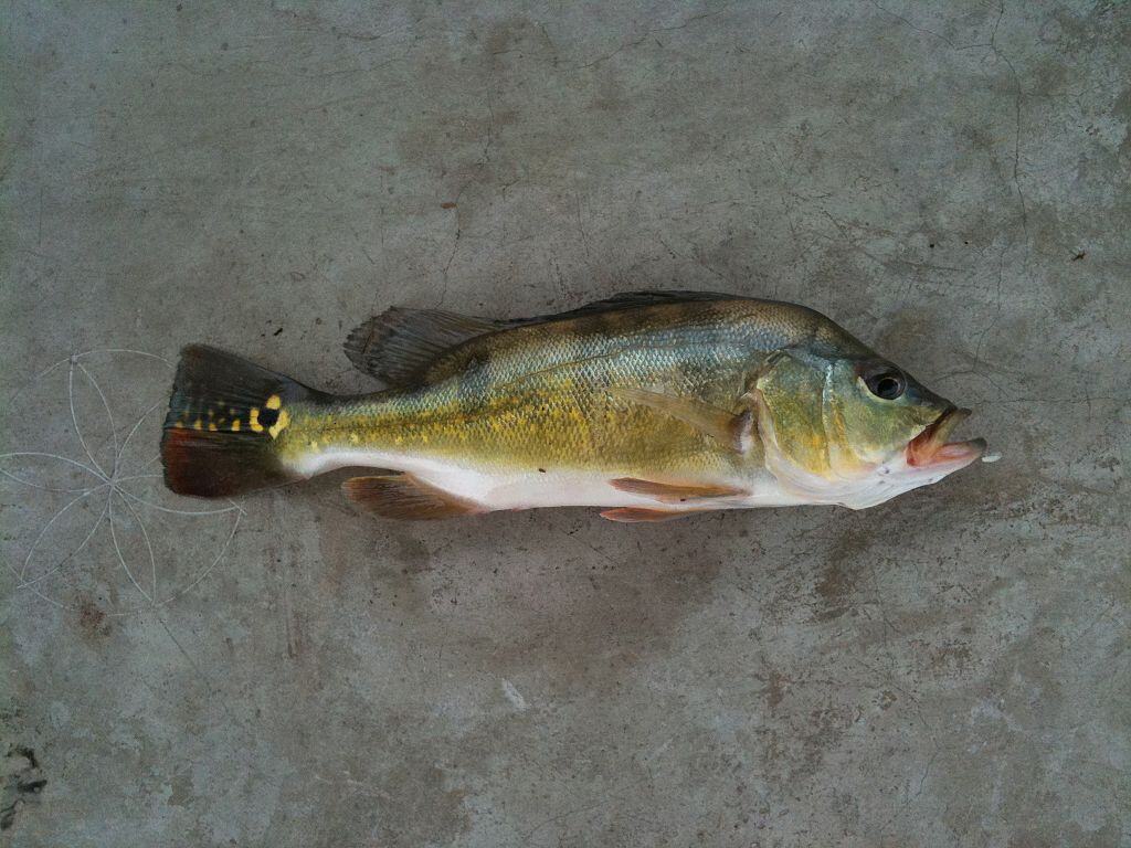 Peacock bass (Cichla) from Jurong Lake, Singapore
