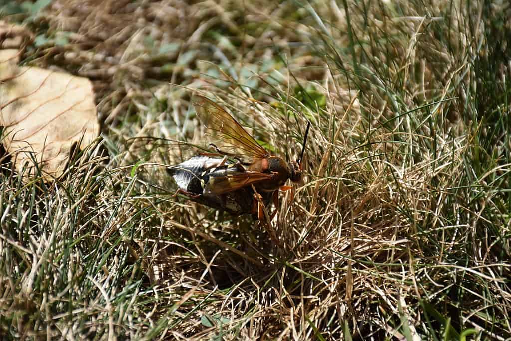 Killer Wasp