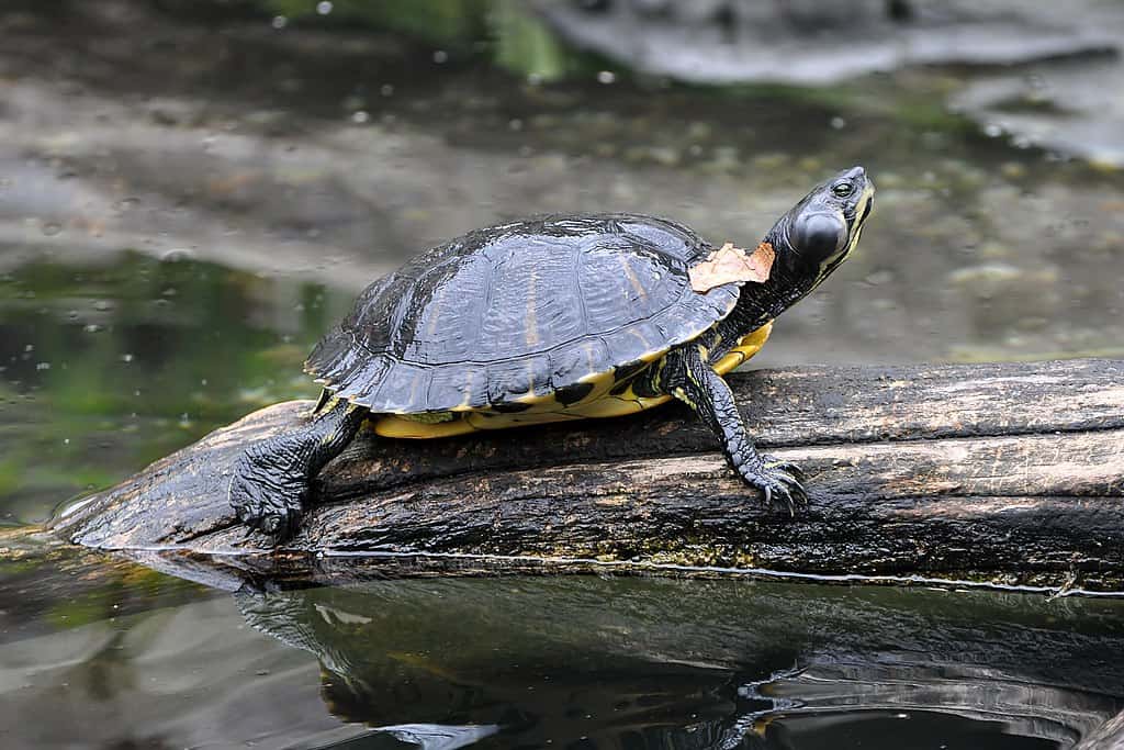 Yellow Bellied Slider Basking