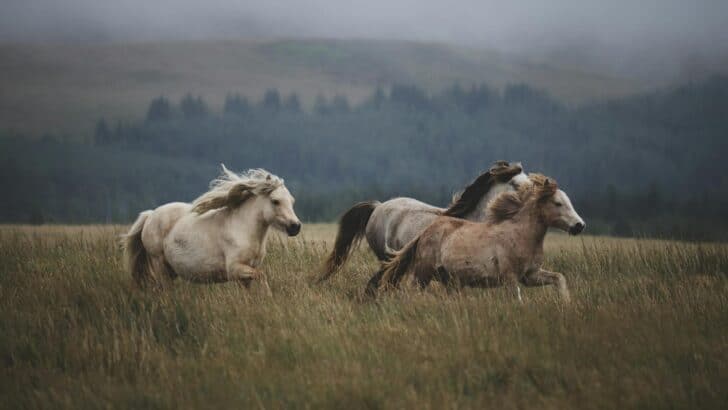 These Wild Horses Are Now Protected by Law&mdash;Here&rsquo;s Why