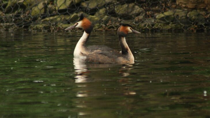 Animal Courtship Rituals That Will Leave You Speechless