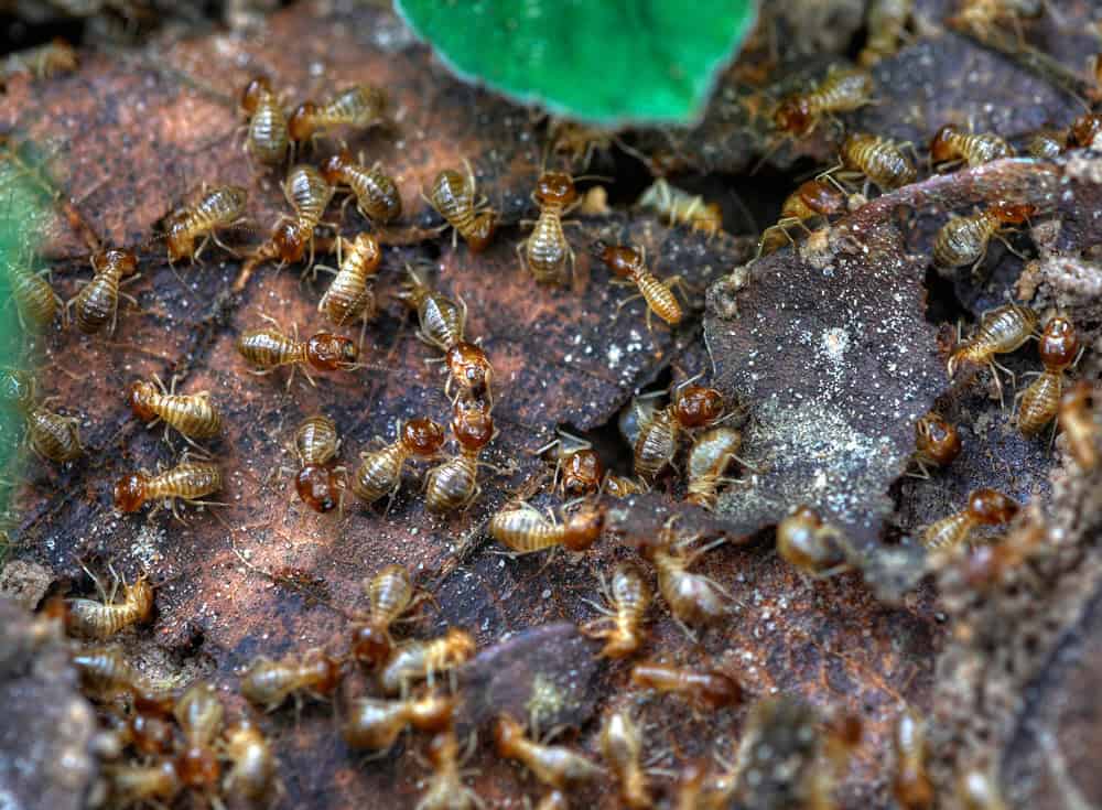 Termite