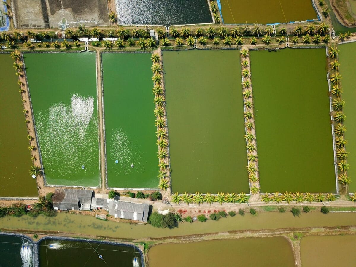 Aerial shot of vibrant fish ponds and palm trees in Kronjo, Indonesia.