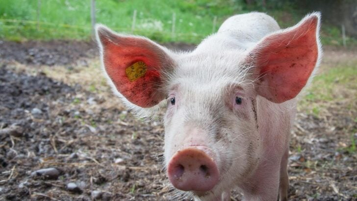 The Surprising Intelligence of Pigs in Puzzle Solving