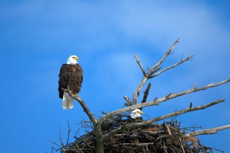 The Largest Eagle Nest Ever Recorded Found in Alaska