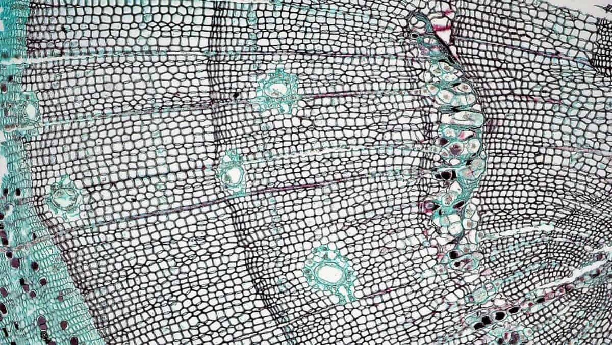 Detailed microscopic view of plant stem showing cellular patterns and textures.