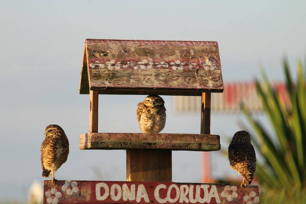 Three burrowing owls rest on a handcrafted birdhouse with floral decorations in an outdoor setting.