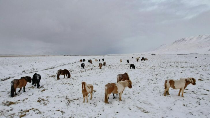 How Wild Horses Returned to North America After Extinction