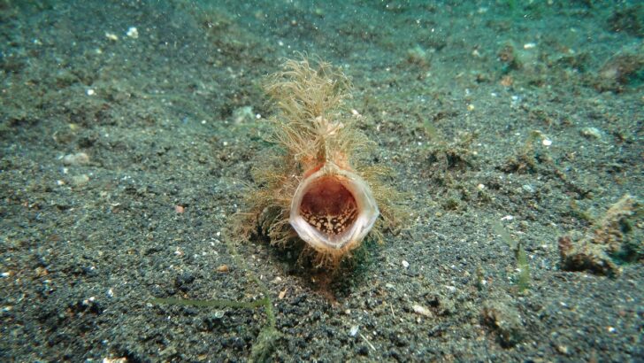 The Extraordinary Mating Ritual of the Anglerfish: A Tiny Male’s Fight for Survival