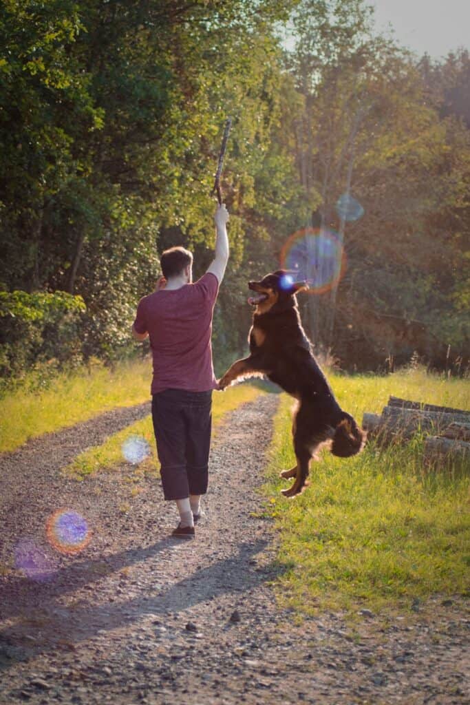 A man and dog enjoying a playful moment on a sunny trail in the forest.