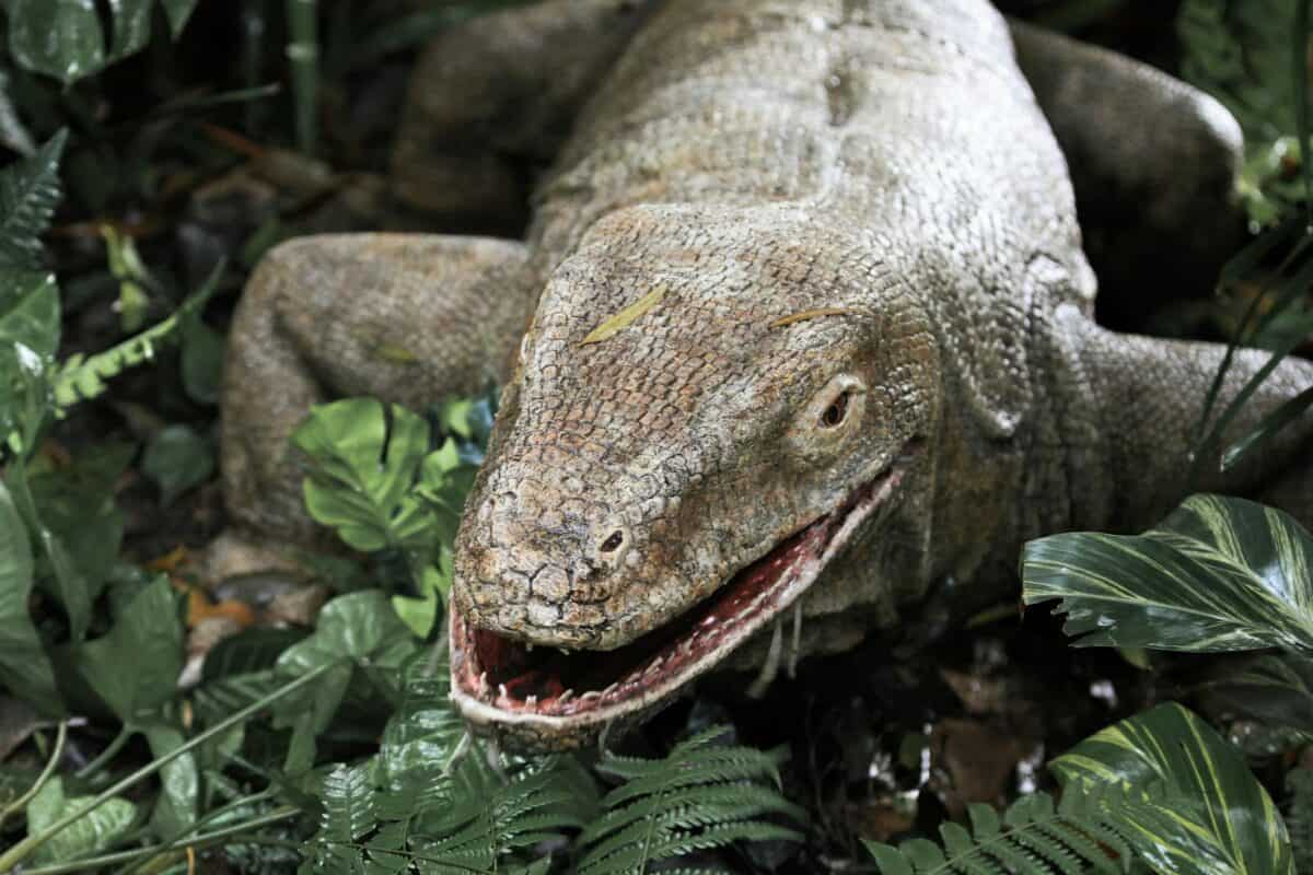 Detailed close-up of a Komodo Dragon (Varanus komodoensis) among tropical foliage.
