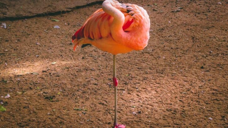 Why Flamingos Stand on One Leg—Finally Explained
