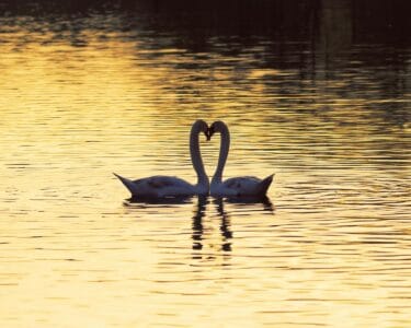 Why Some Birds Mate for Life