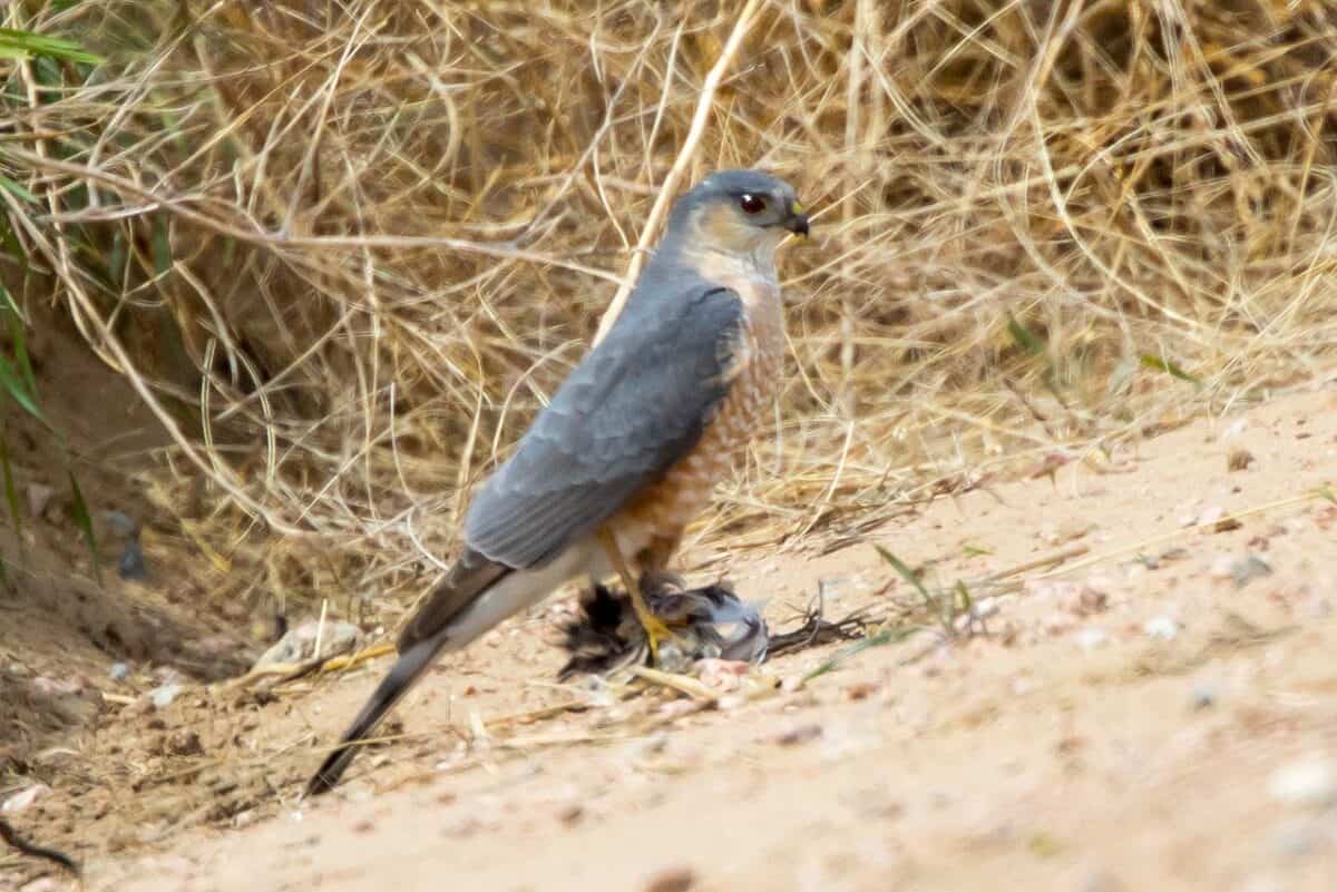 Hawk
