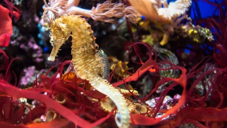 The Male Seahorse Pregnancy: Nature&rsquo;s Reverse Role in Reproduction