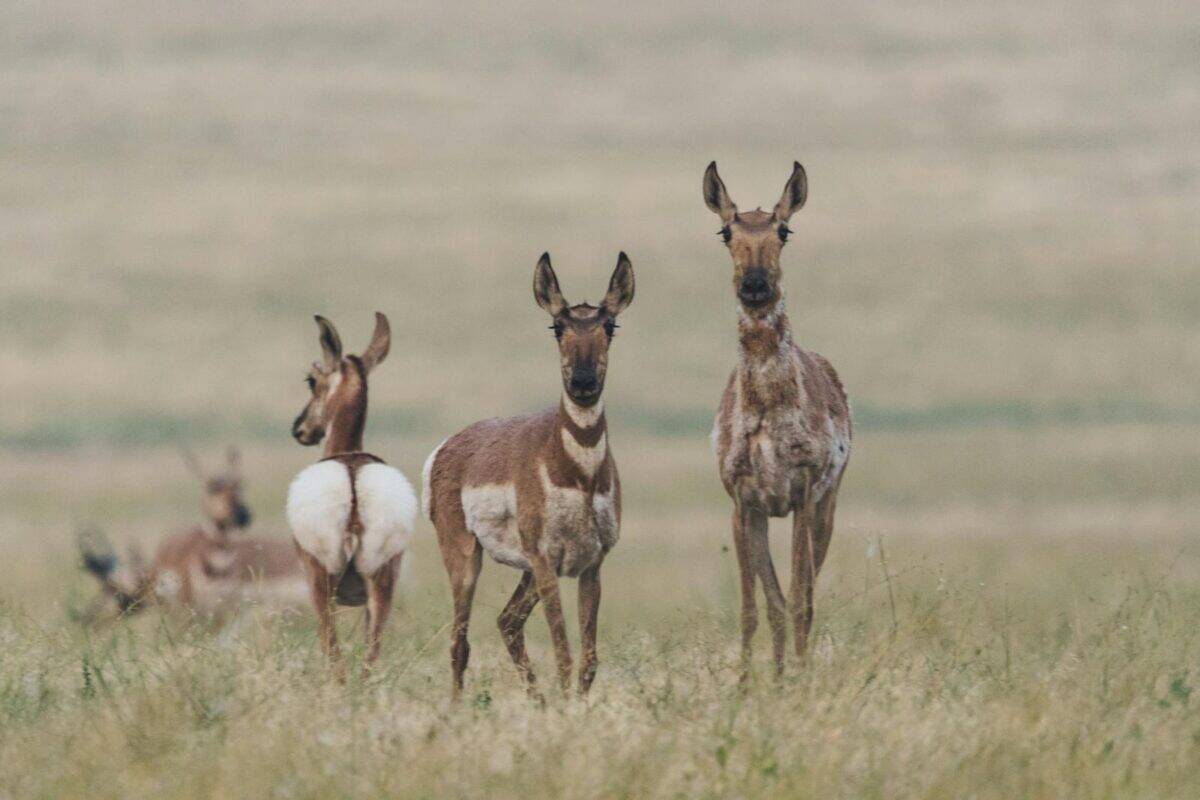Group of pronghorns in a vast open grassland under daylight conditions.