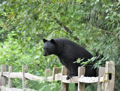 Why Black Bears Are Roaming Suburbs More Than Ever