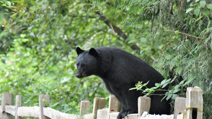 Why Black Bears Are Roaming Suburbs More Than Ever