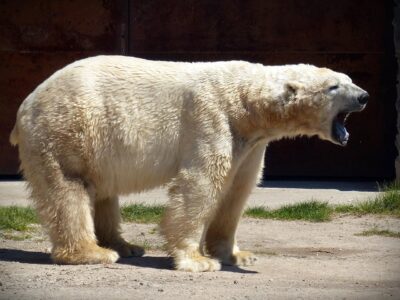 How Polar Bears Are Changing Their Hunting Tactics