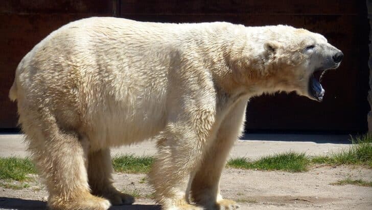 How Polar Bears Are Changing Their Hunting Tactics