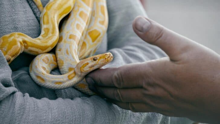 The Safest Snake Breeds for First-Time Owners