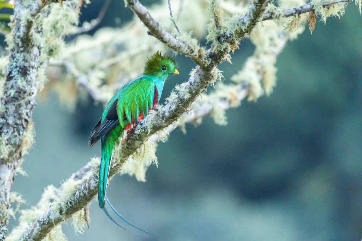 A vibrant resplendent quetzal perched on a mossy branch in San Gerardo de Dota, Costa Rica.