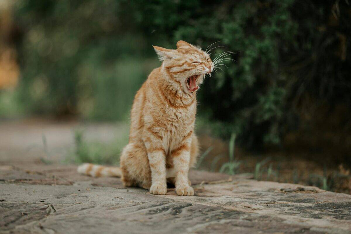 A ginger cat yawning outside, capturing a candid and natural moment in a rustic setting.